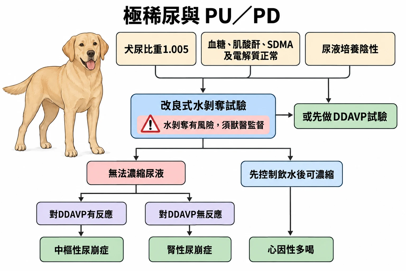 極稀尿與 PU/PD教學插圖