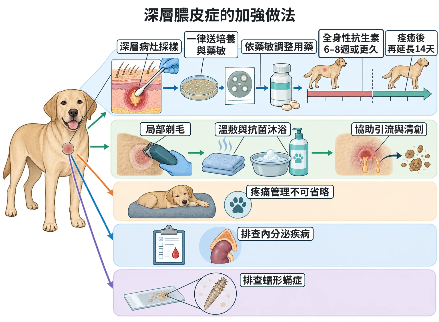 深層膿皮症的加強做法教學插圖