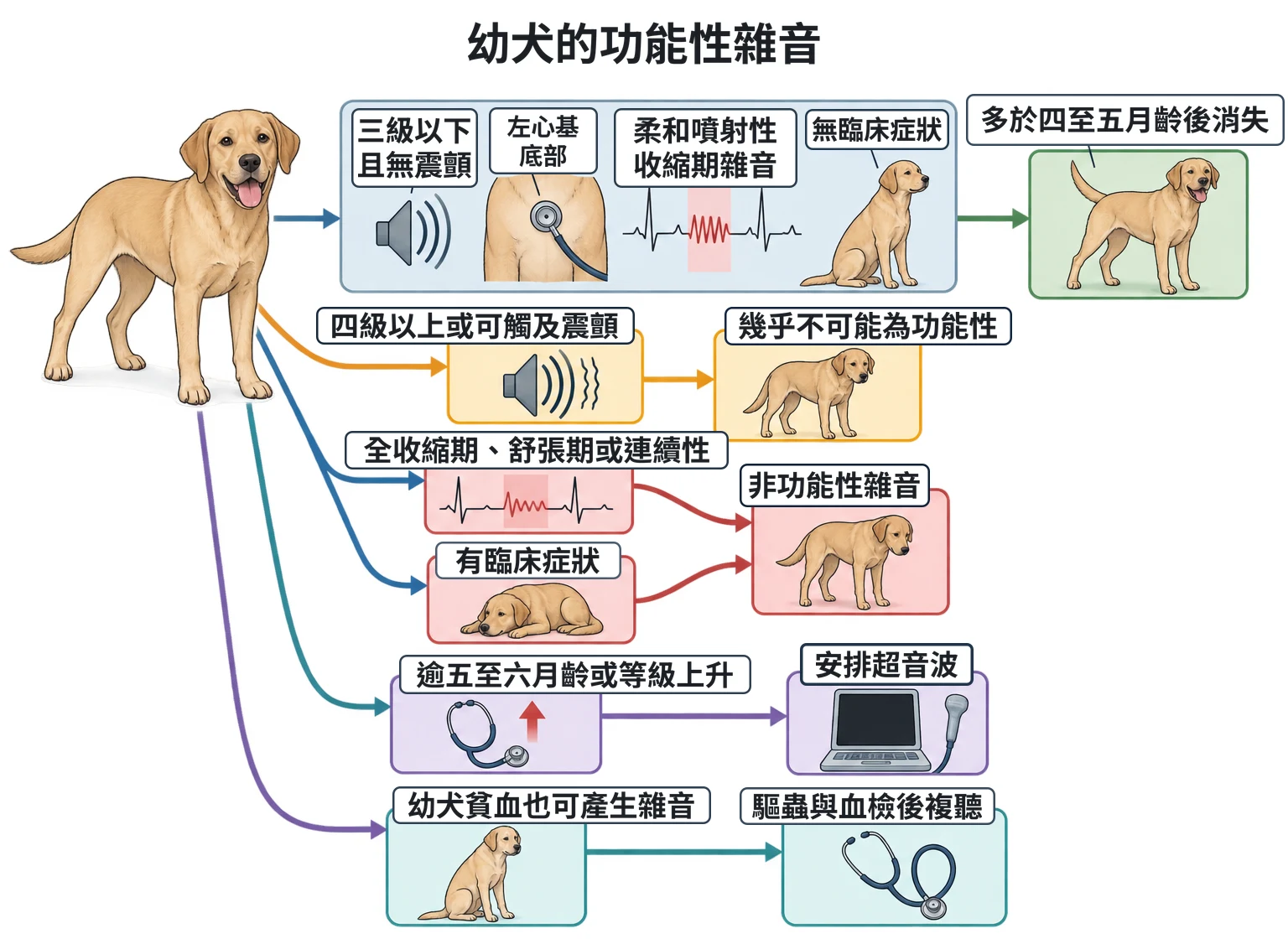 幼犬的功能性雜音教學插圖