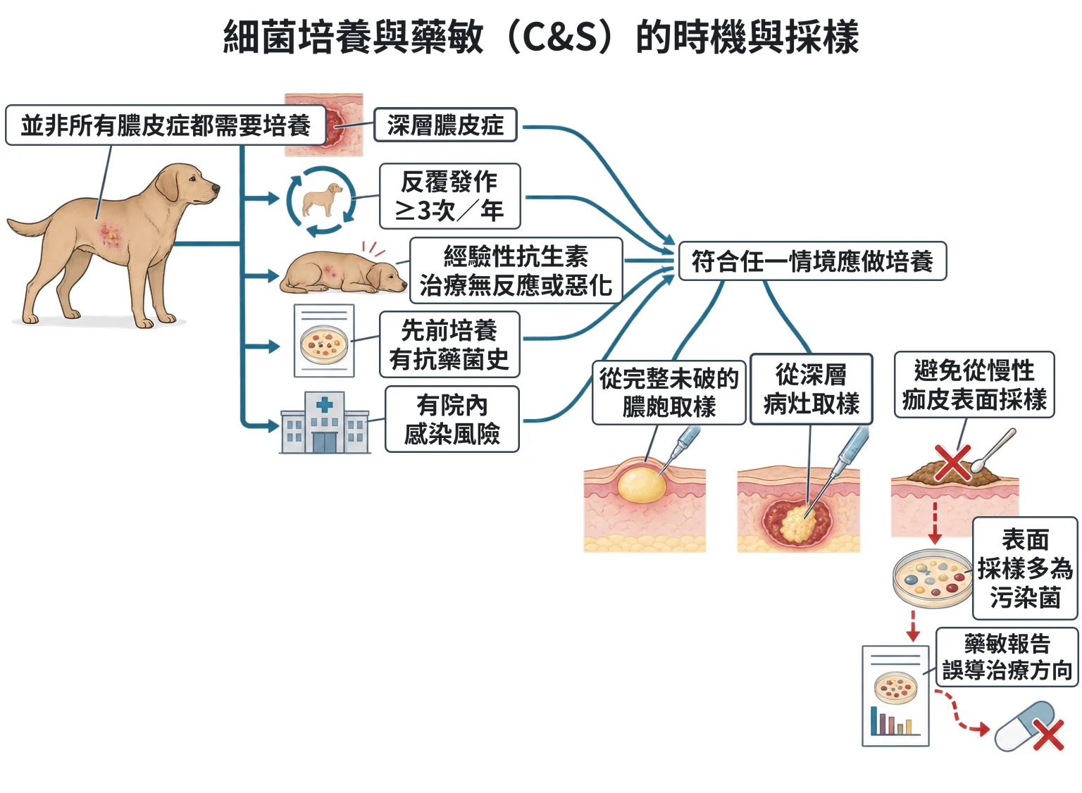 細菌培養與藥敏(C&S)的時機與採樣教學插圖