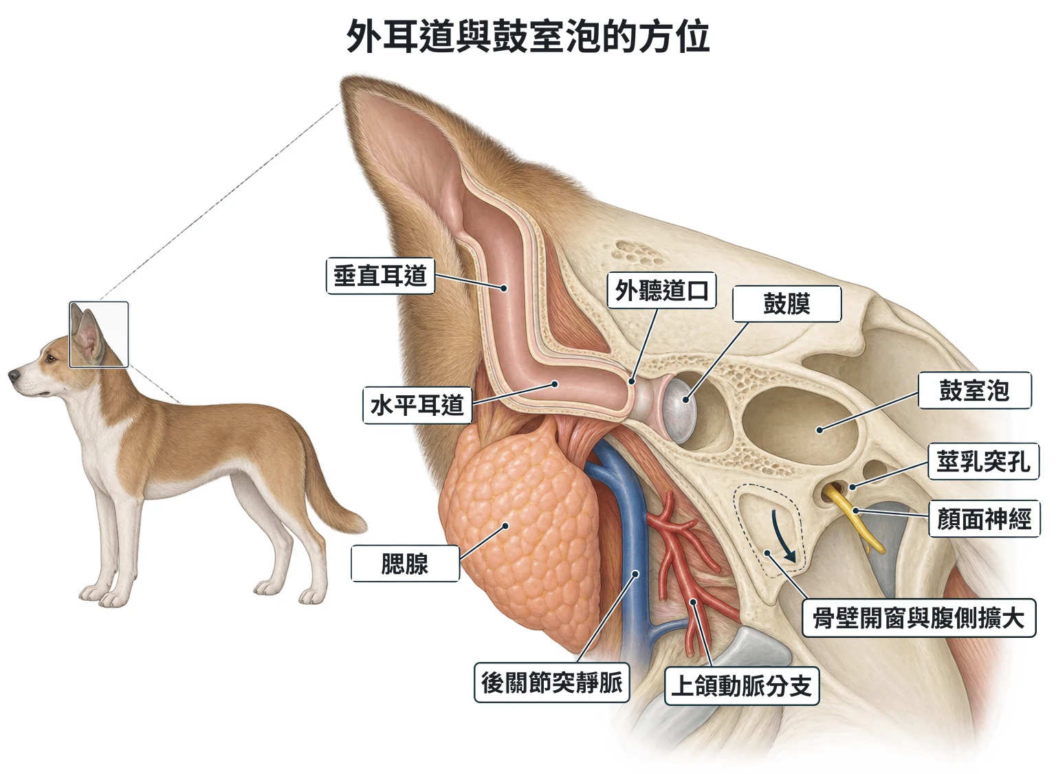外耳道與鼓室泡的方位教學插圖