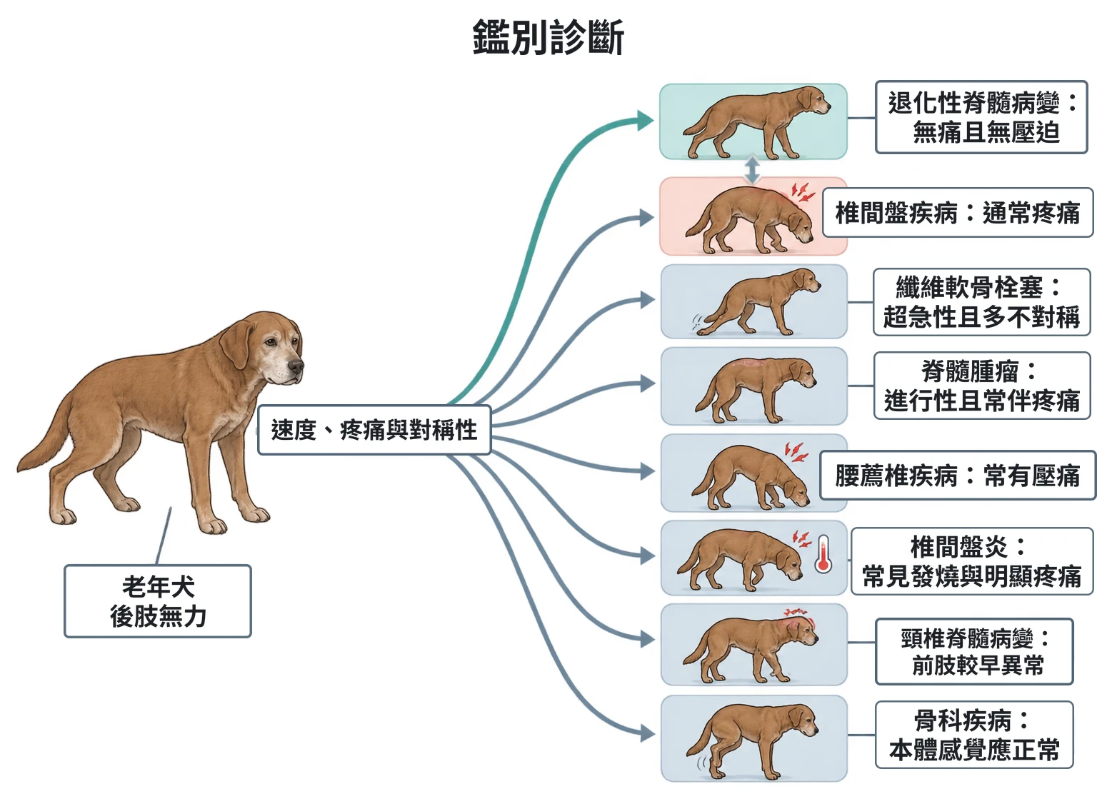 鑑別診斷教學插圖