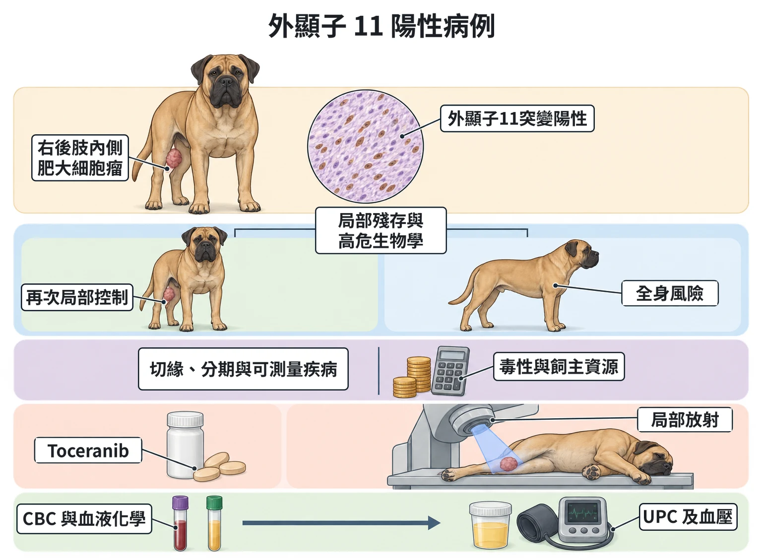 外顯子 11 陽性病例教學插圖