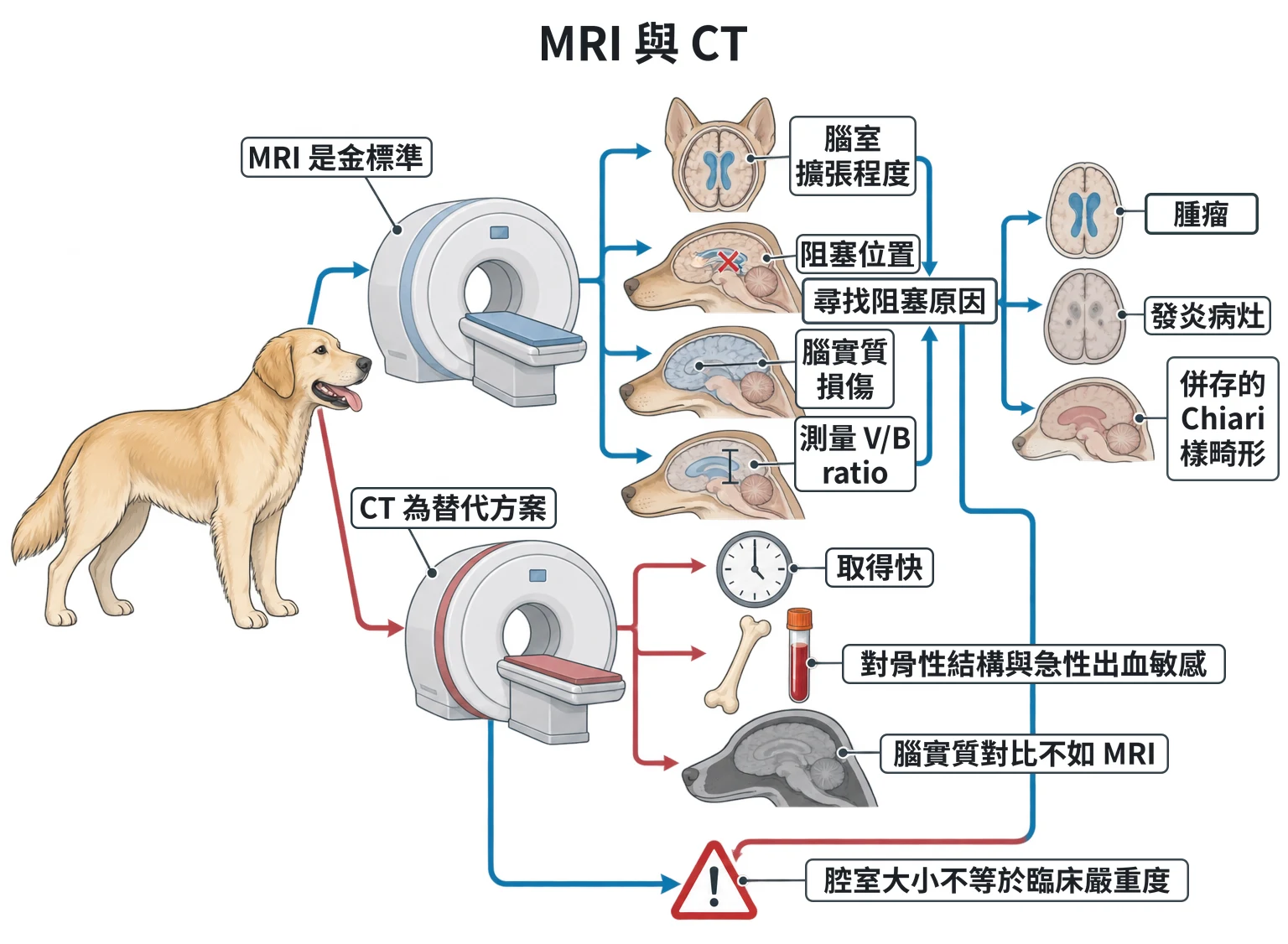 MRI 與 CT教學插圖