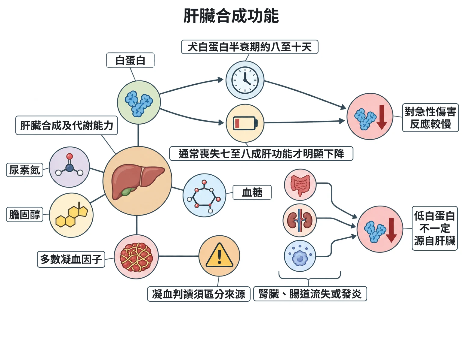 肝臟合成功能教學插圖