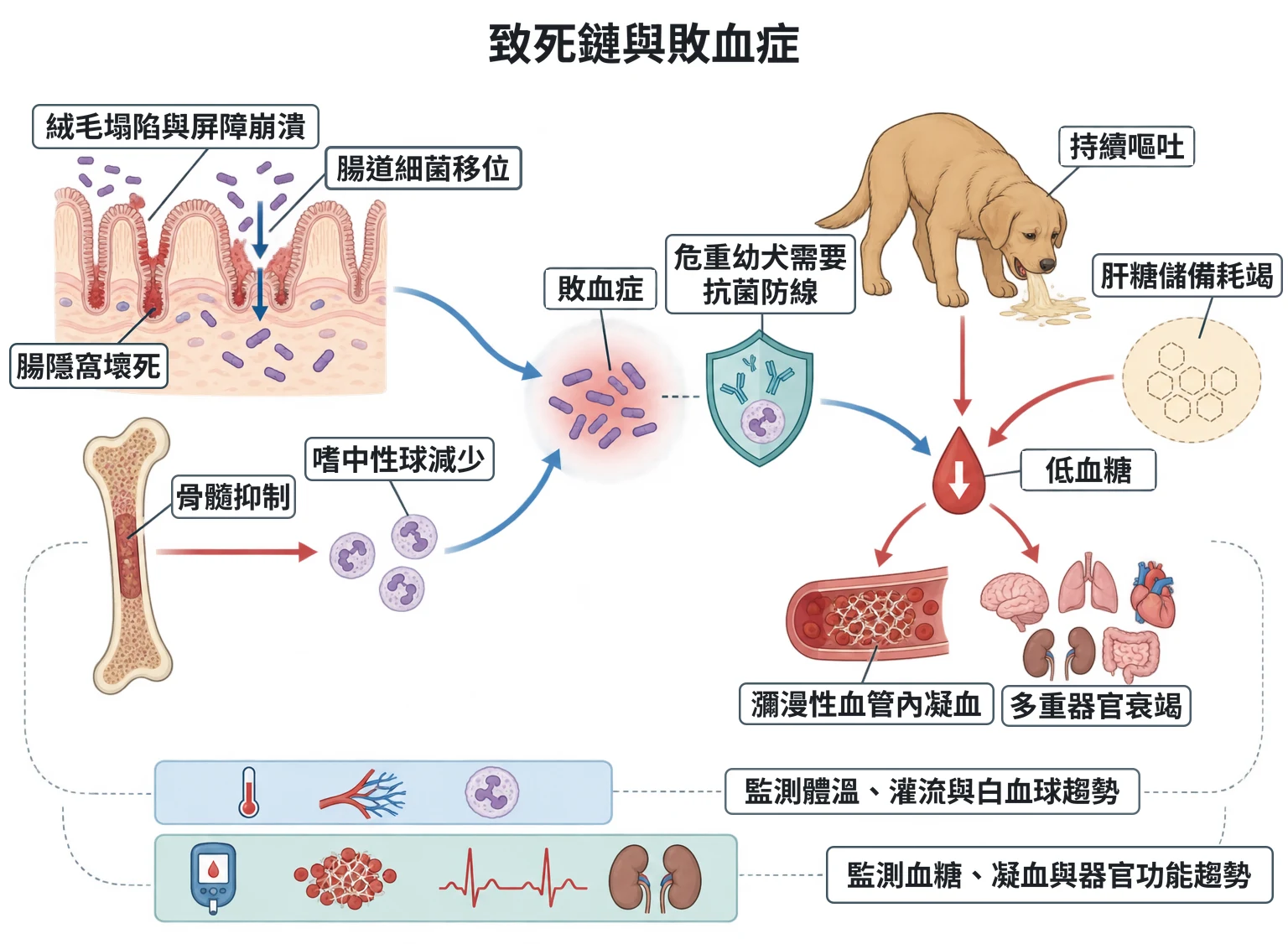 致死鏈與敗血症教學插圖