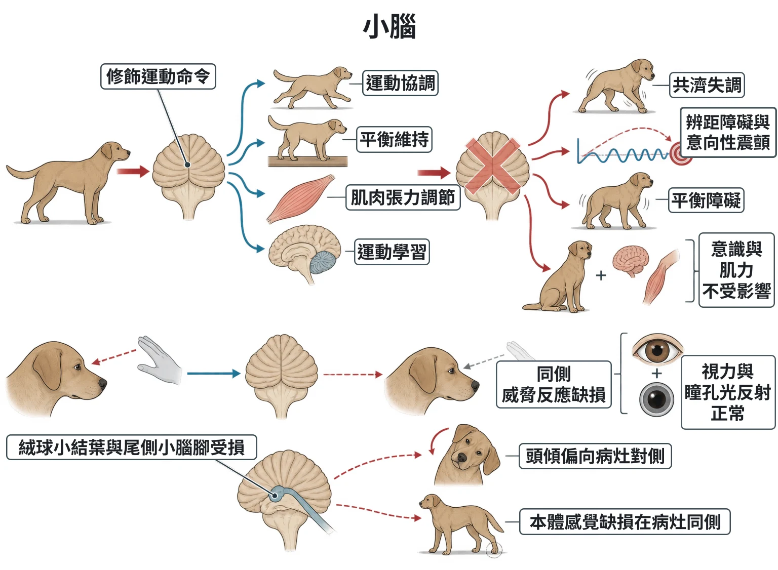 小腦教學插圖