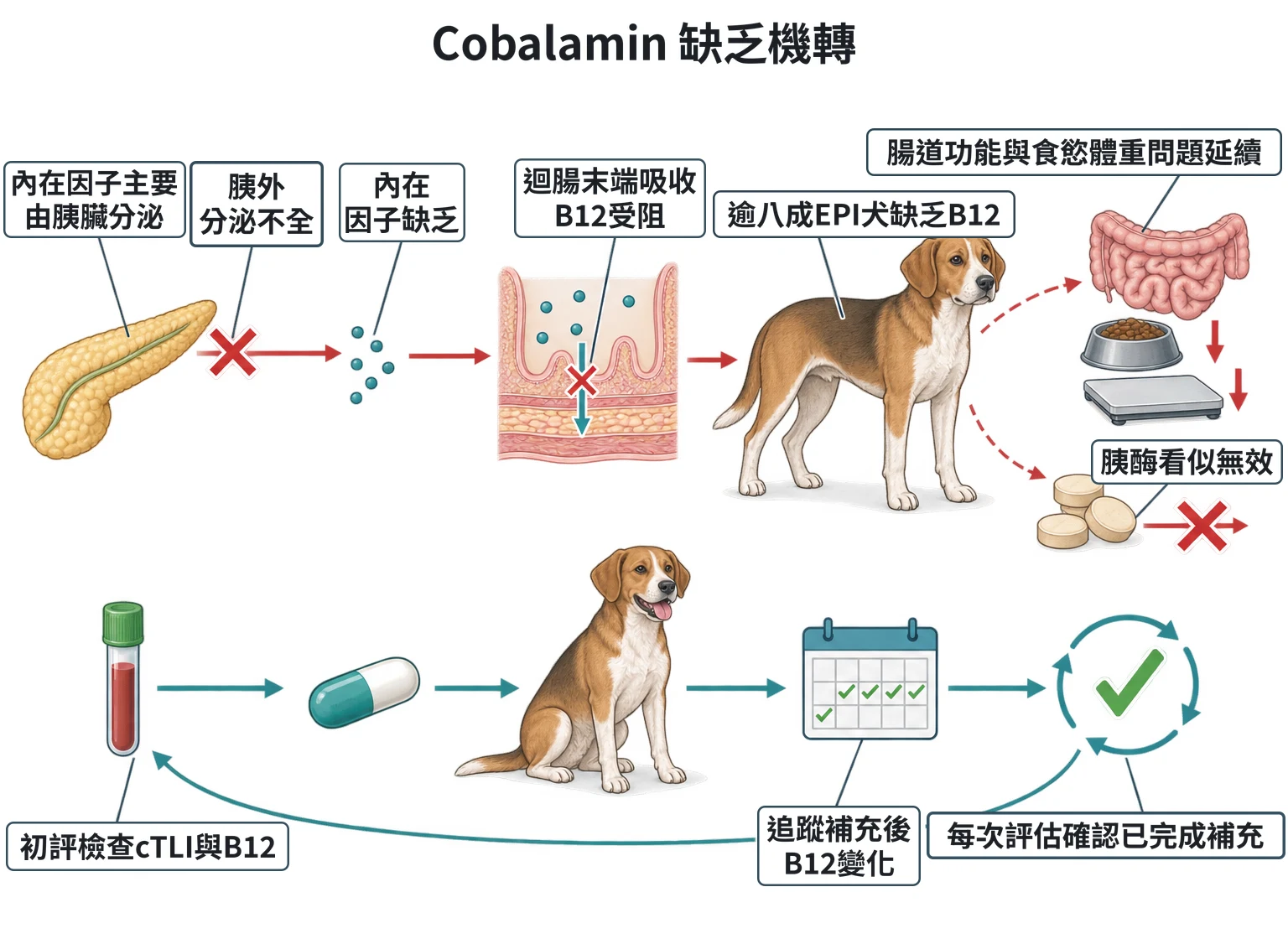 Cobalamin 缺乏機轉教學插圖