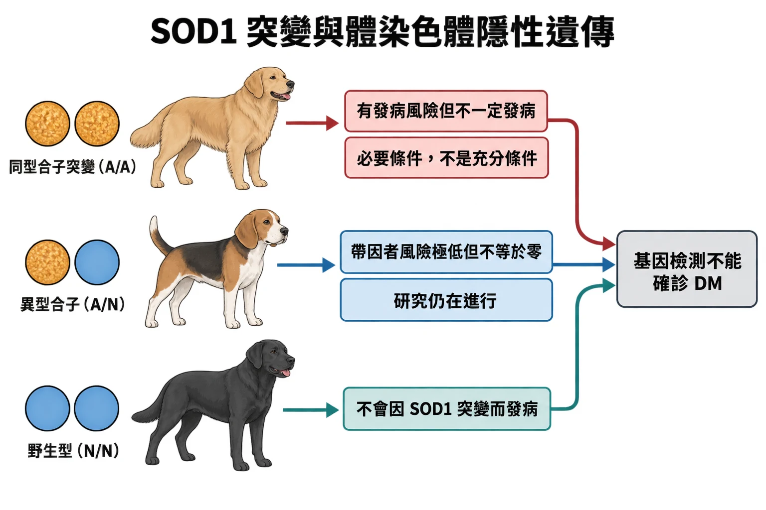 SOD1 突變與體染色體隱性遺傳教學插圖