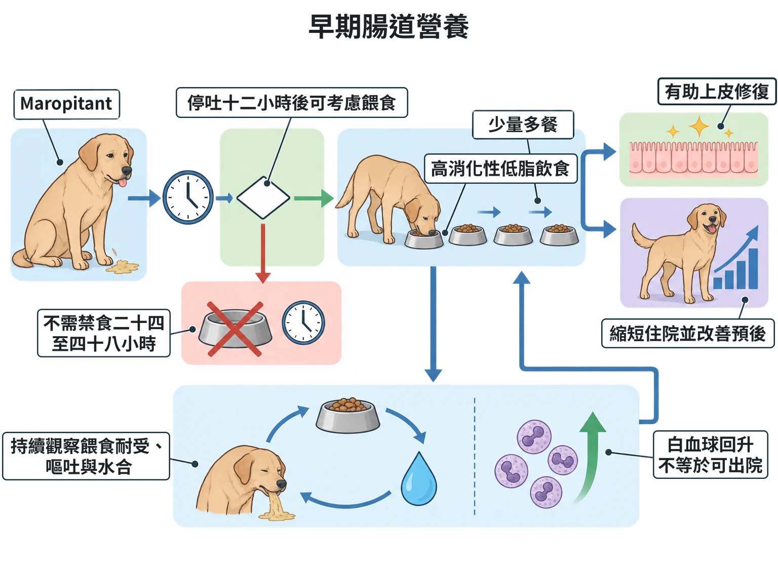早期腸道營養教學插圖