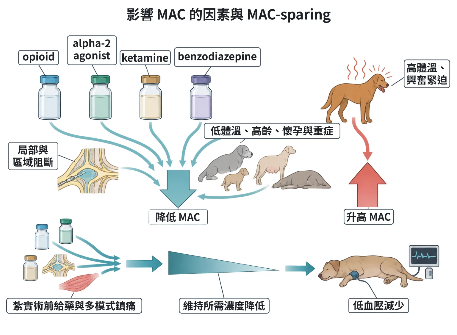 影響 MAC 的因素與 MAC-sparing教學插圖