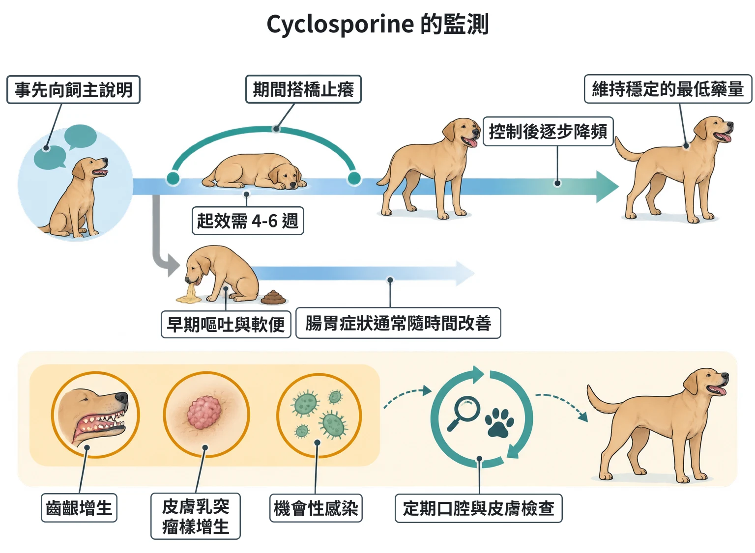 Cyclosporine 的監測教學插圖