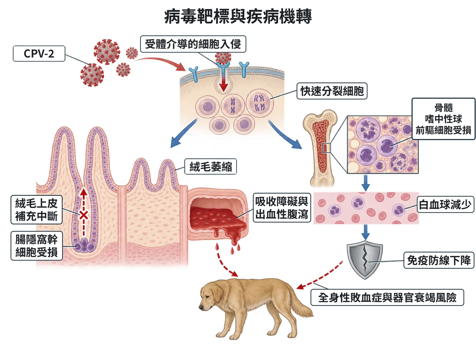 病毒靶標與疾病機轉教學插圖