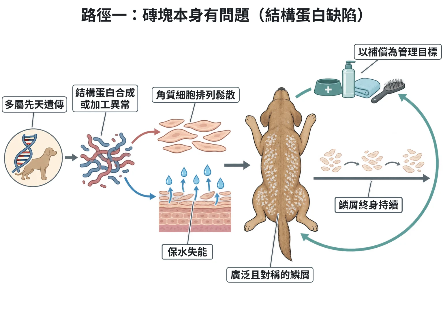 路徑一:磚塊本身有問題(結構蛋白缺陷)教學插圖