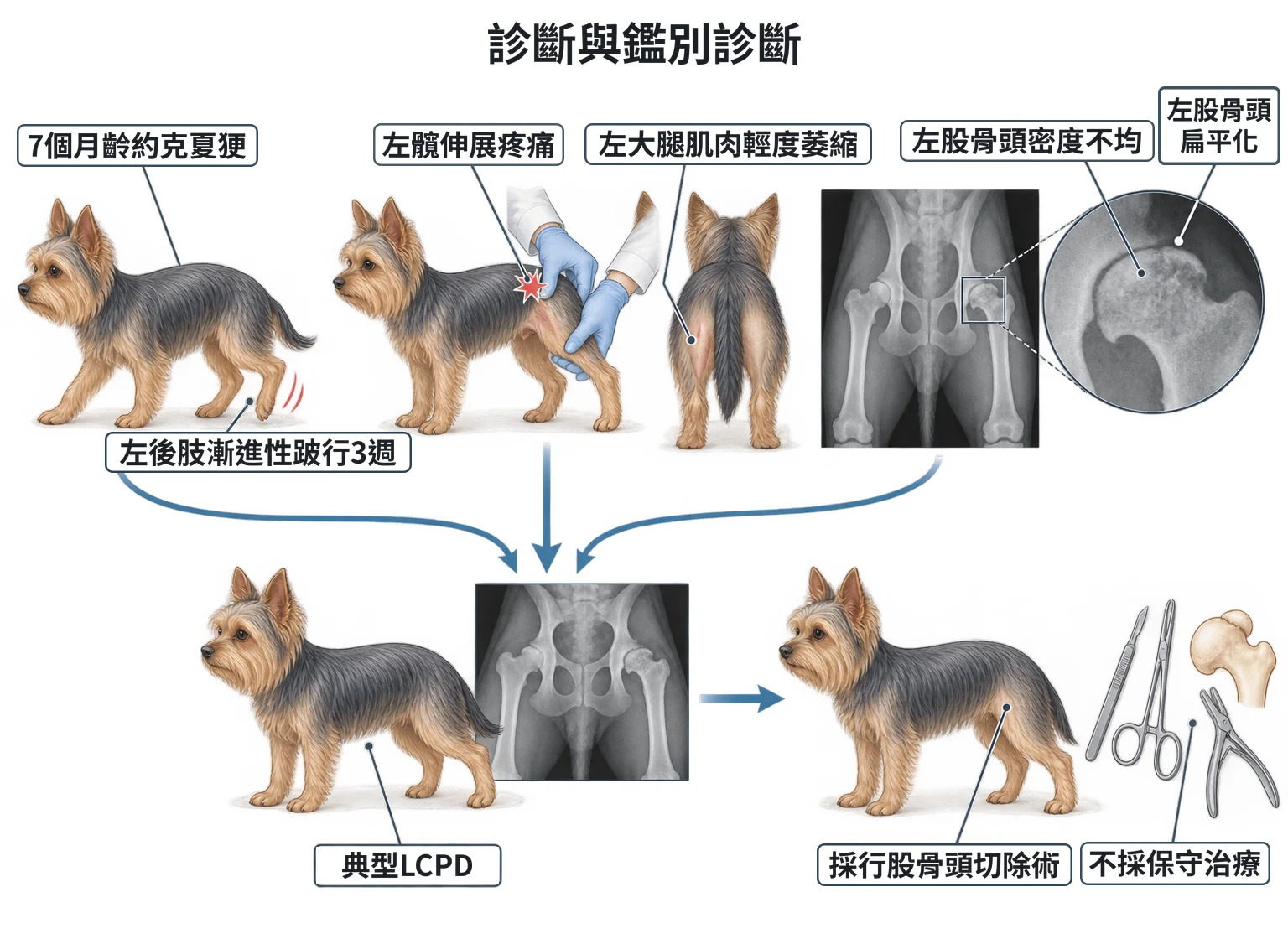 診斷與鑑別診斷教學插圖