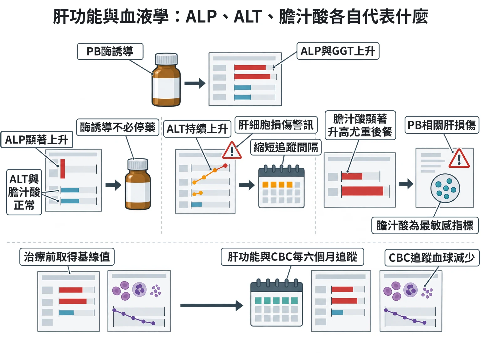 肝功能與血液學:ALP、ALT、膽汁酸各自代表什麼教學插圖