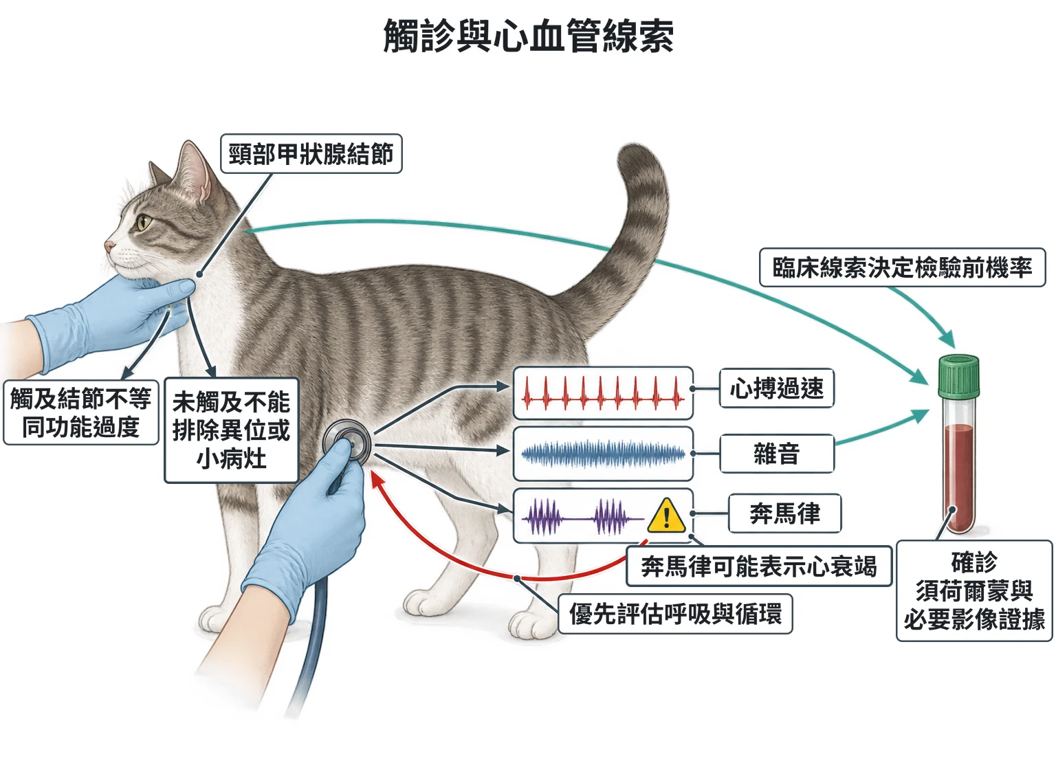 觸診與心血管線索教學插圖