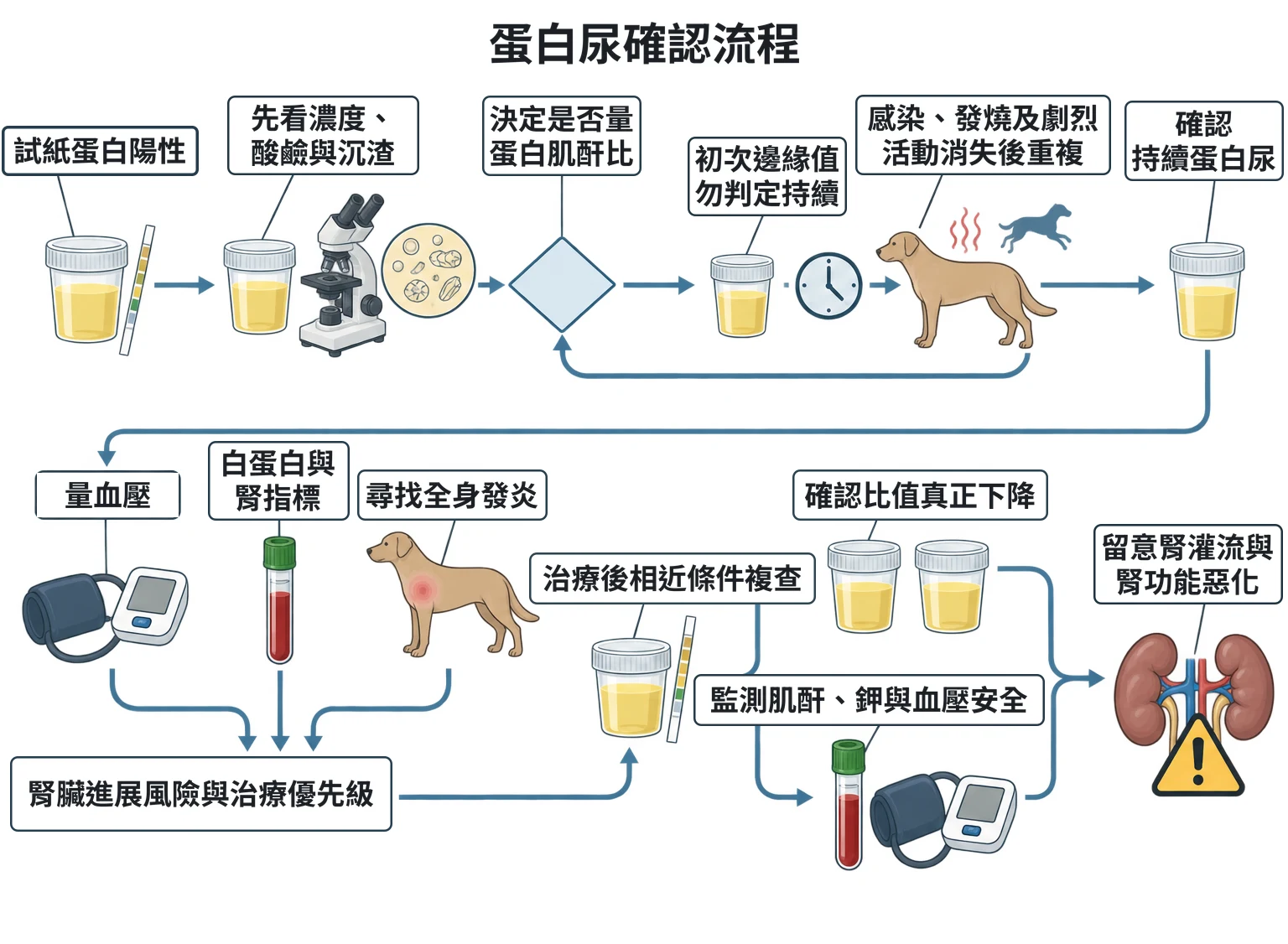 蛋白尿確認流程教學插圖