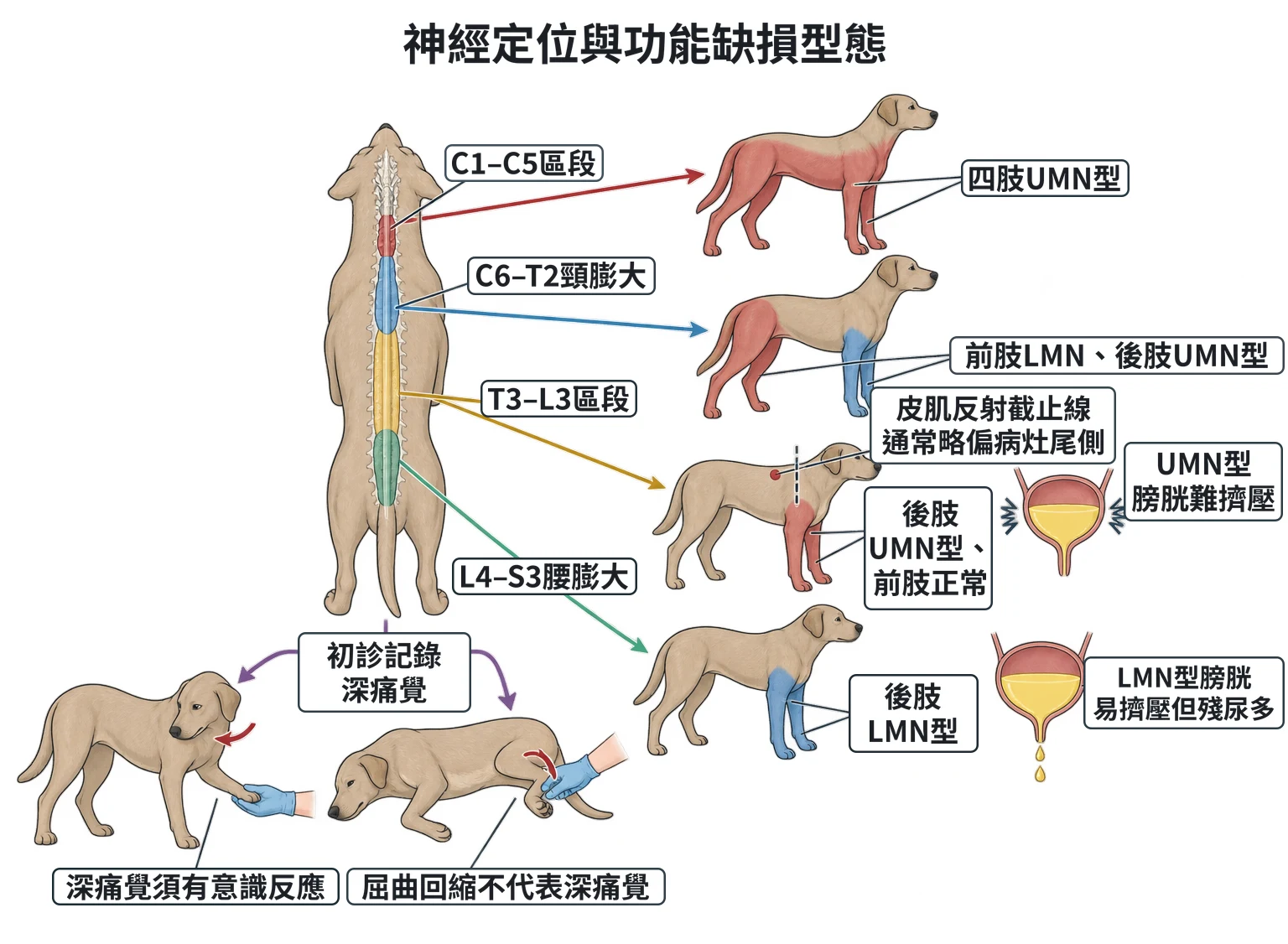 神經定位與功能缺損型態教學插圖