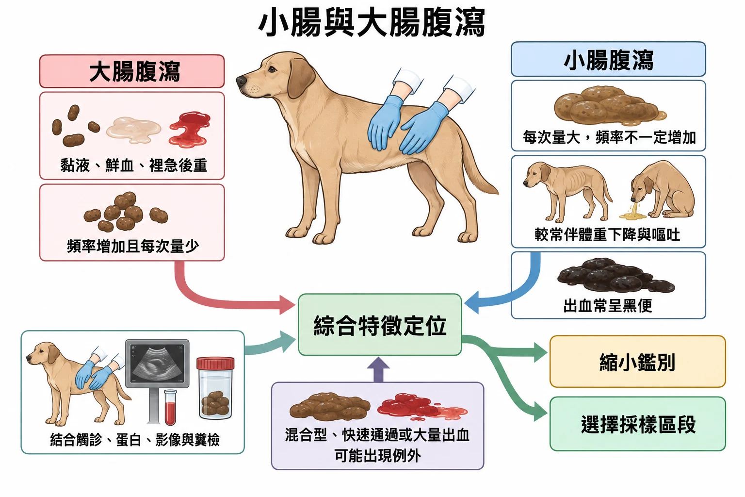 小腸與大腸腹瀉教學插圖