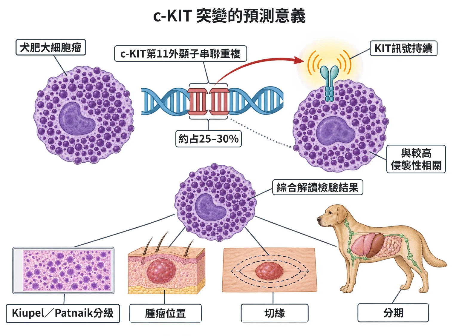 c-KIT 突變的預測意義教學插圖