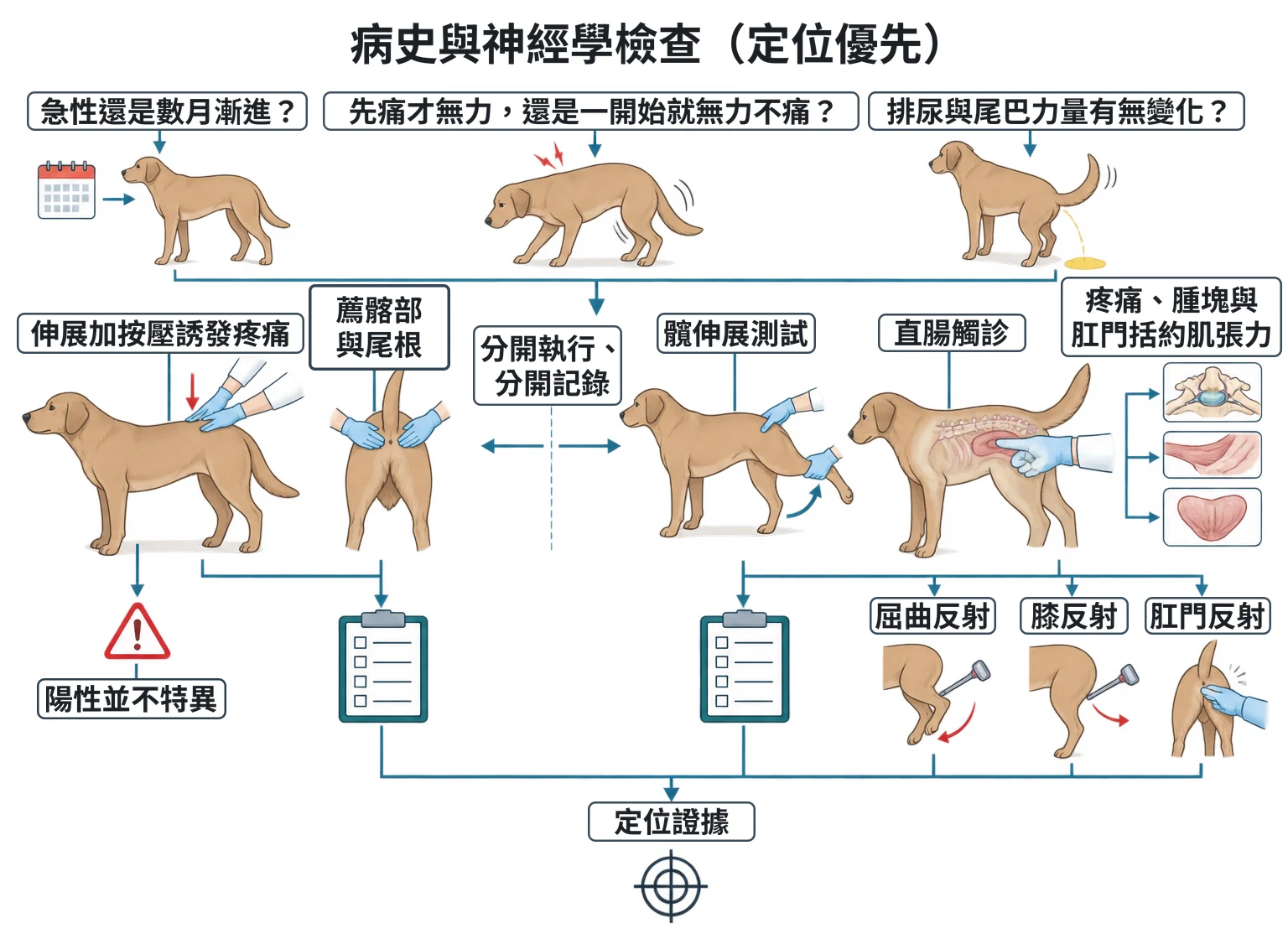 病史與神經學檢查(定位優先)教學插圖