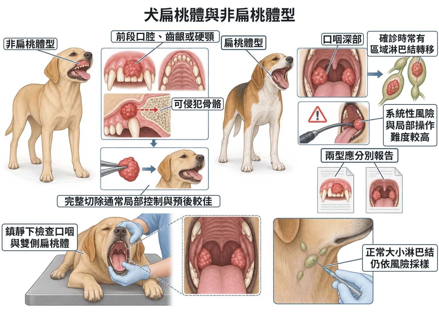 犬扁桃體與非扁桃體型教學插圖