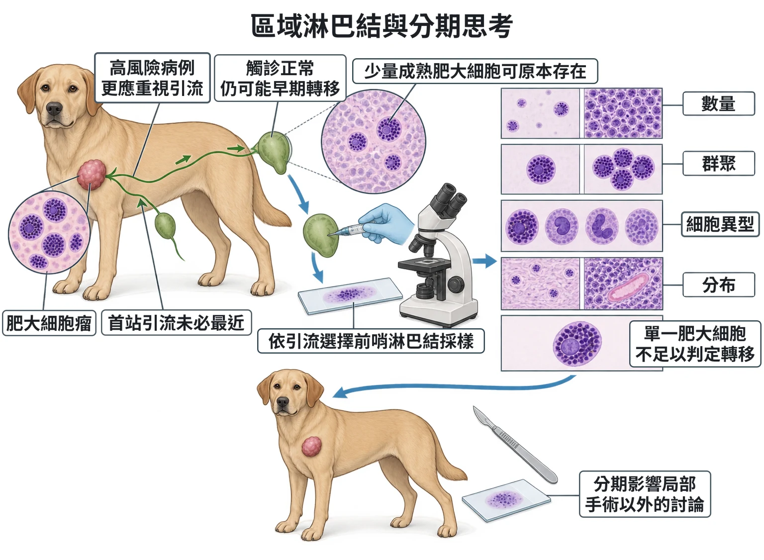 區域淋巴結與分期思考教學插圖