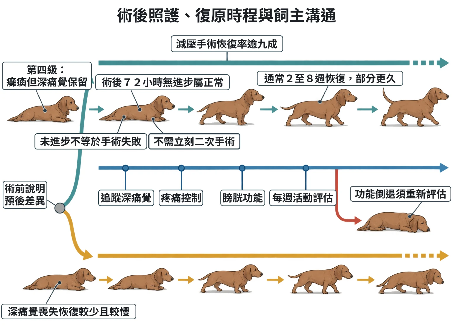 術後照護、復原時程與飼主溝通教學插圖