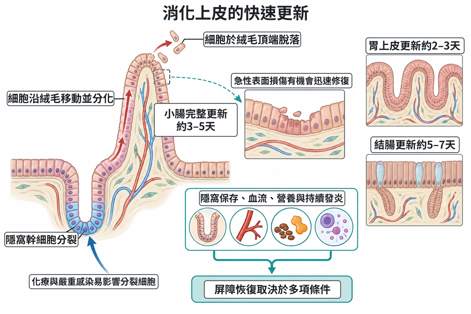 消化上皮的快速更新教學插圖