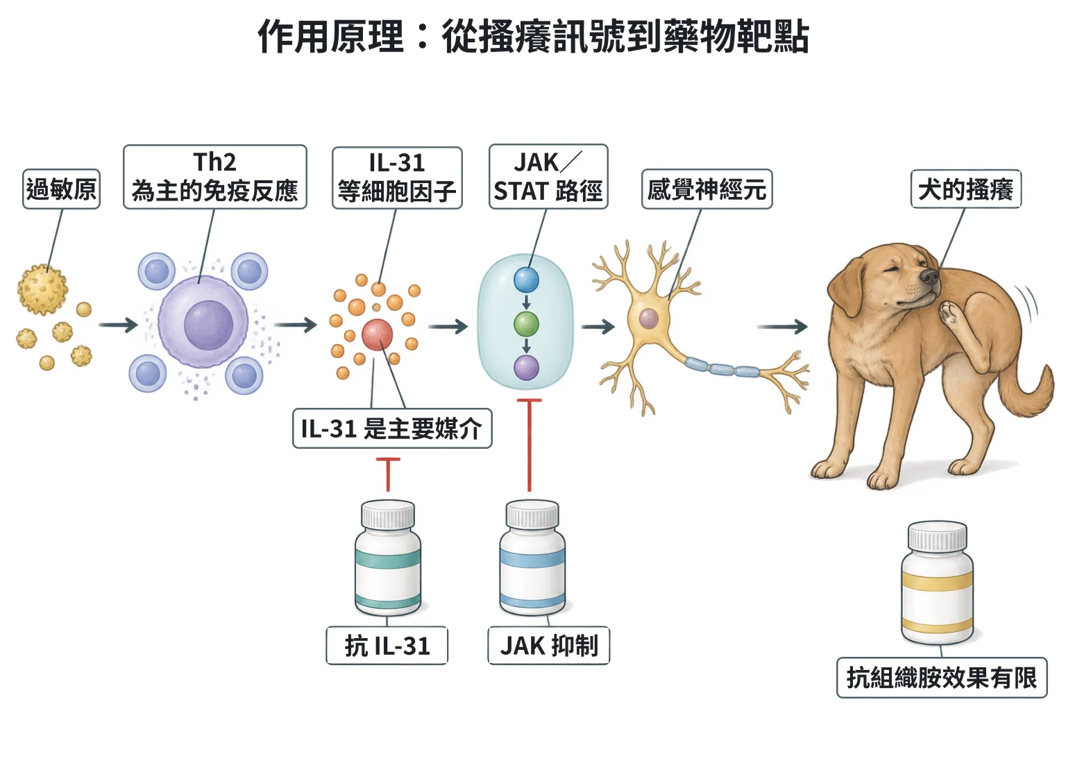 作用原理:從搔癢訊號到藥物靶點教學插圖