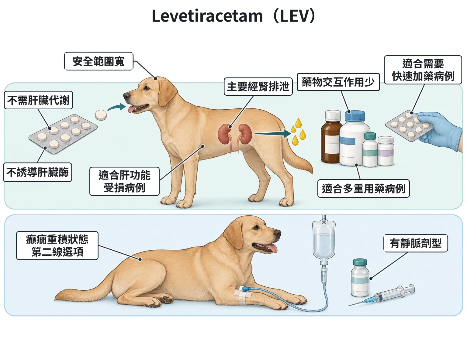 Levetiracetam(LEV)教學插圖