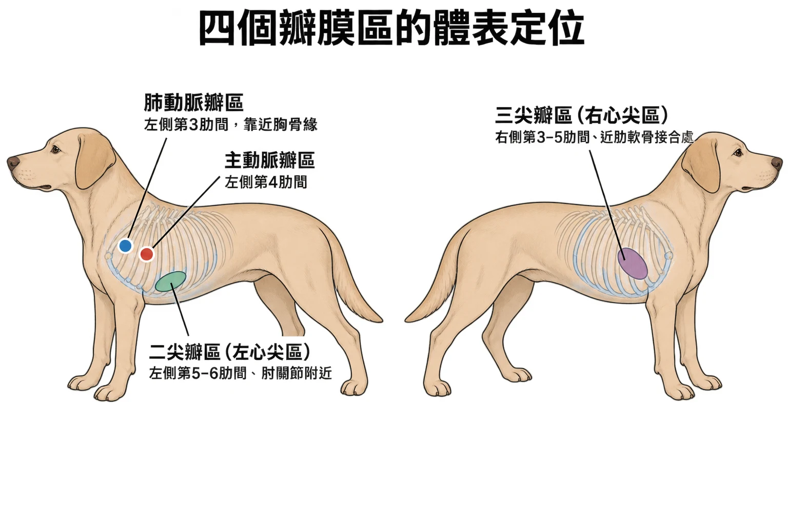 四個瓣膜區的體表定位教學插圖