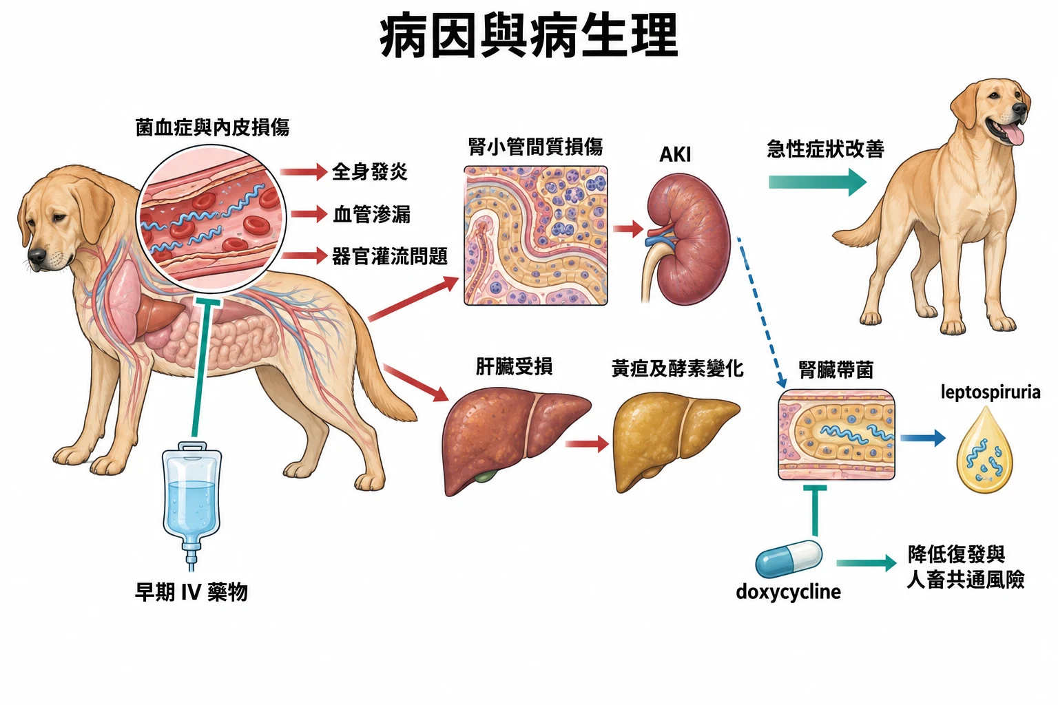 病因與病生理教學插圖