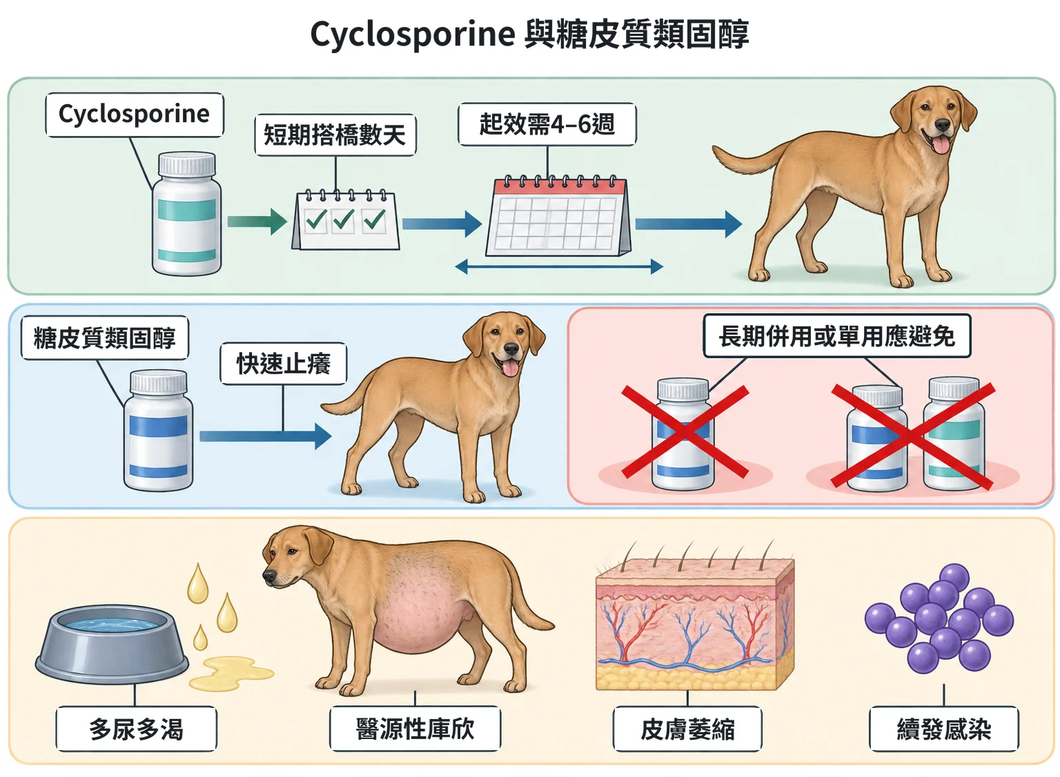 Cyclosporine 與糖皮質類固醇教學插圖