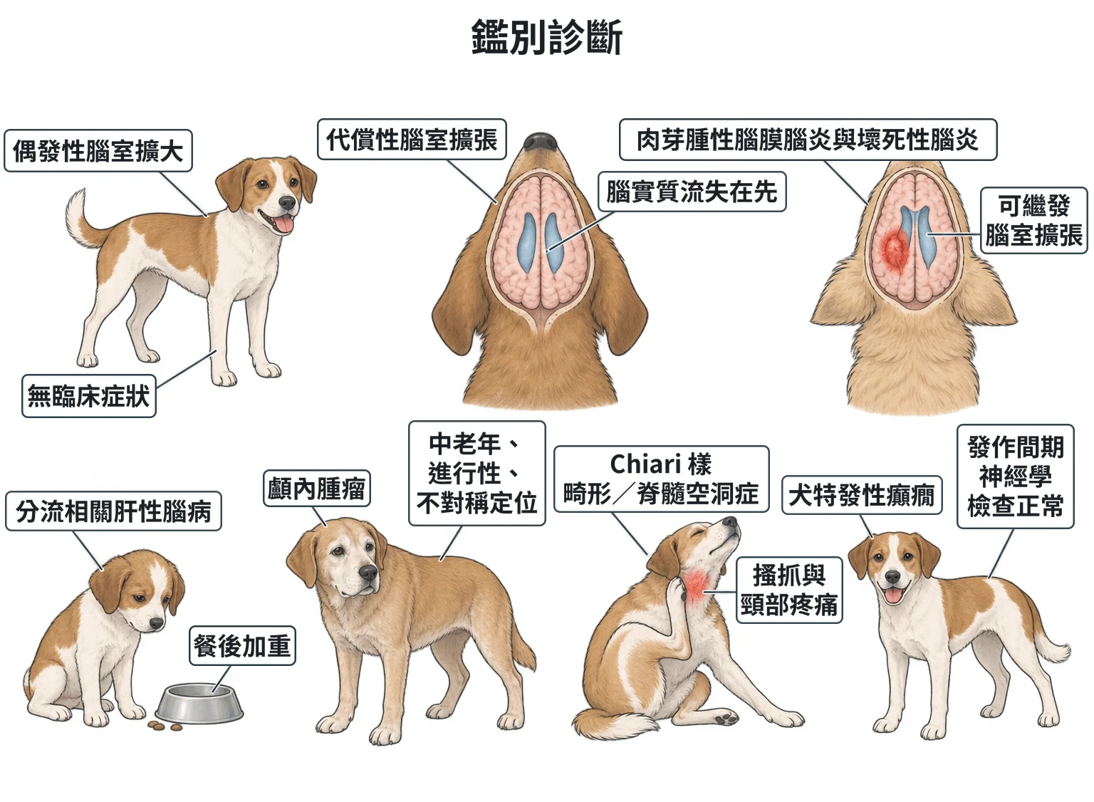 鑑別診斷教學插圖