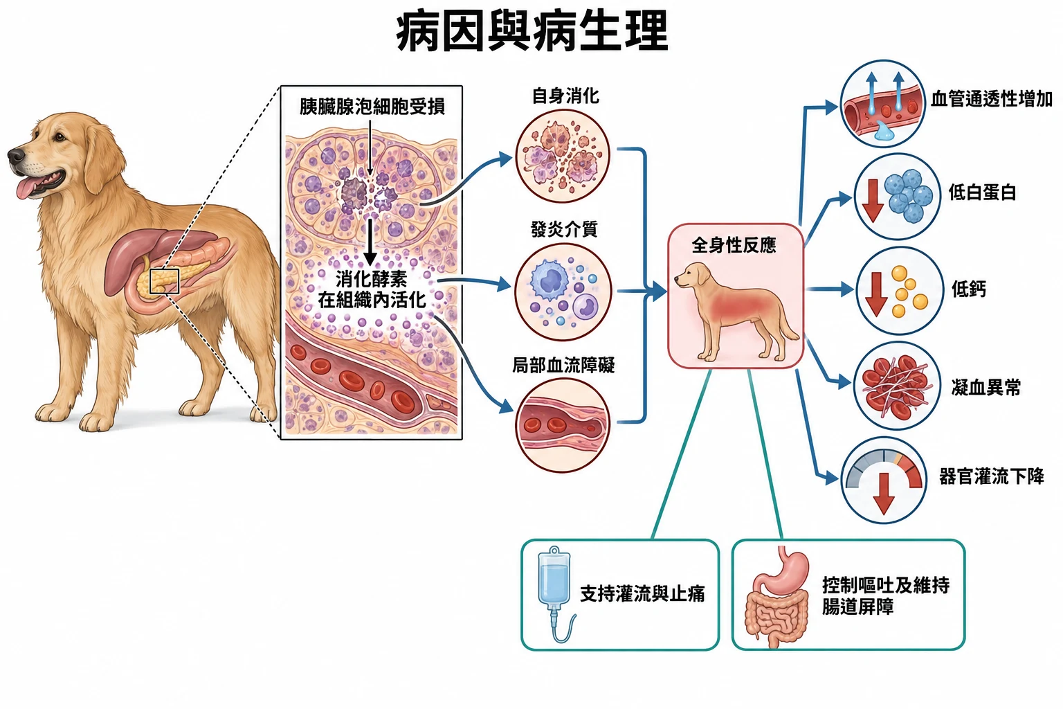 病因與病生理教學插圖