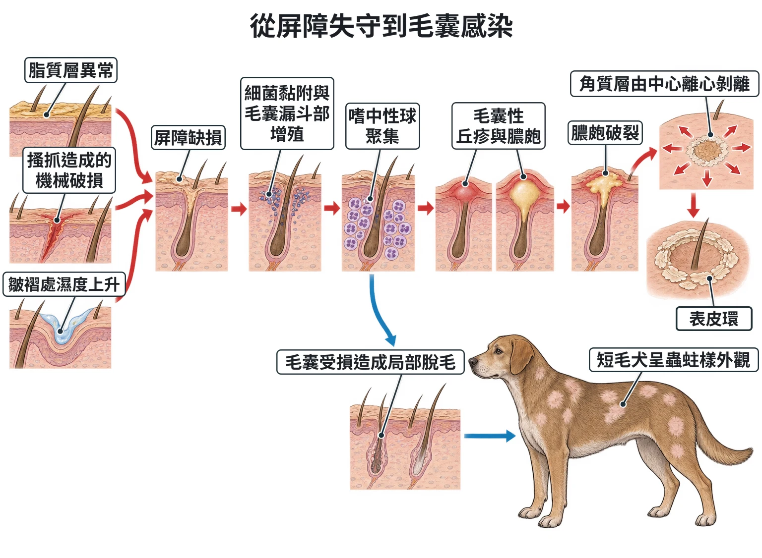 從屏障失守到毛囊感染教學插圖