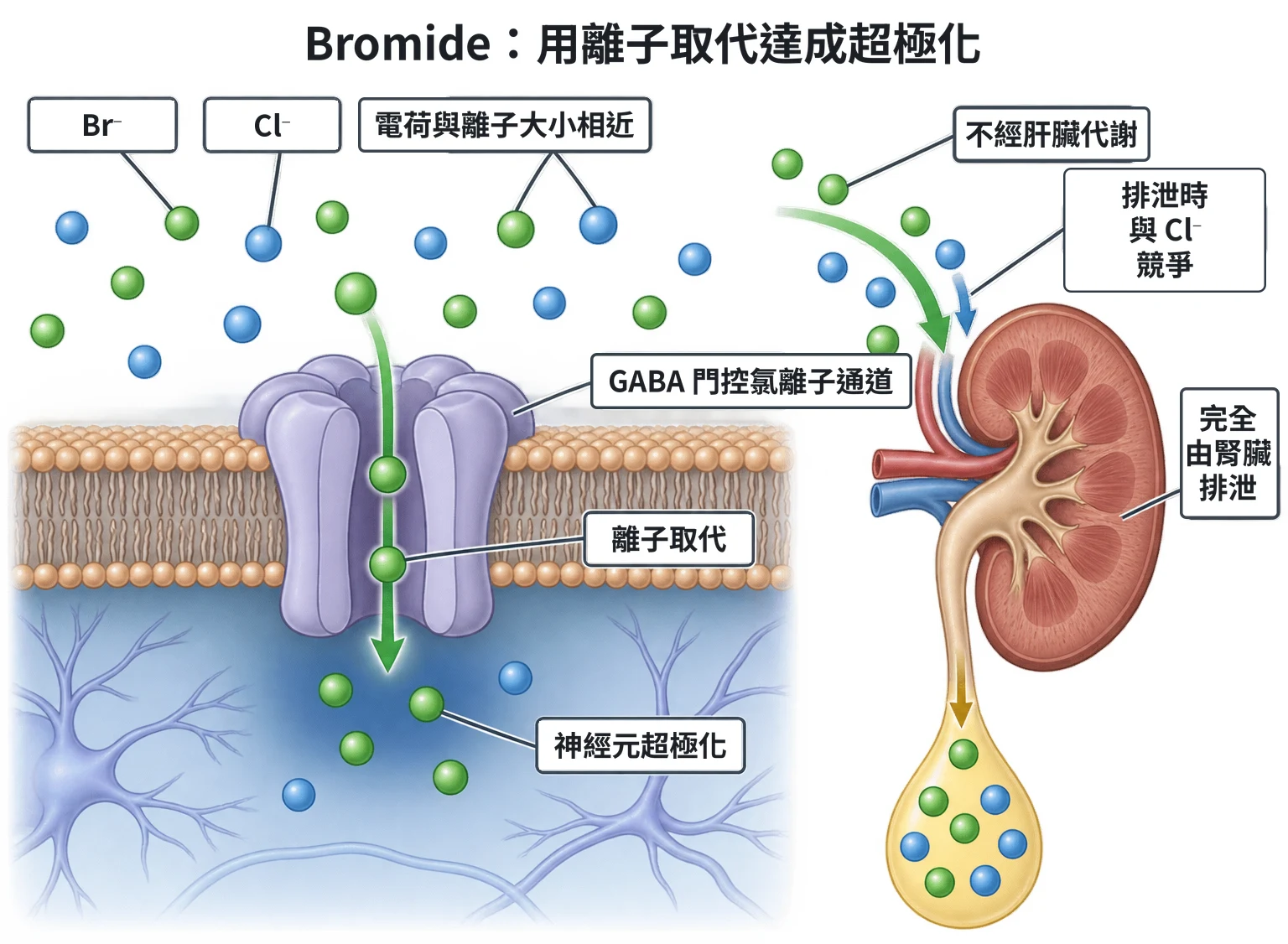 Bromide:用離子取代達成超極化教學插圖