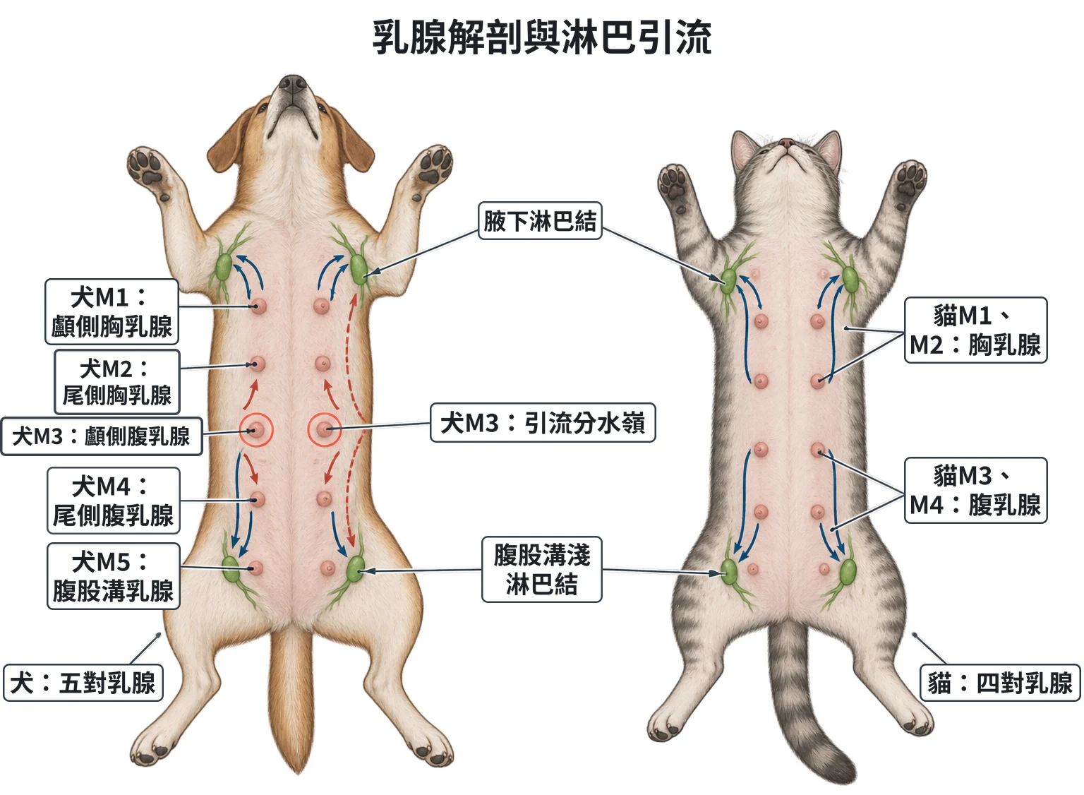 乳腺解剖與淋巴引流教學插圖