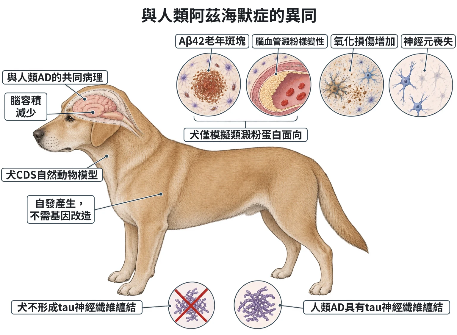 與人類阿茲海默症的異同教學插圖