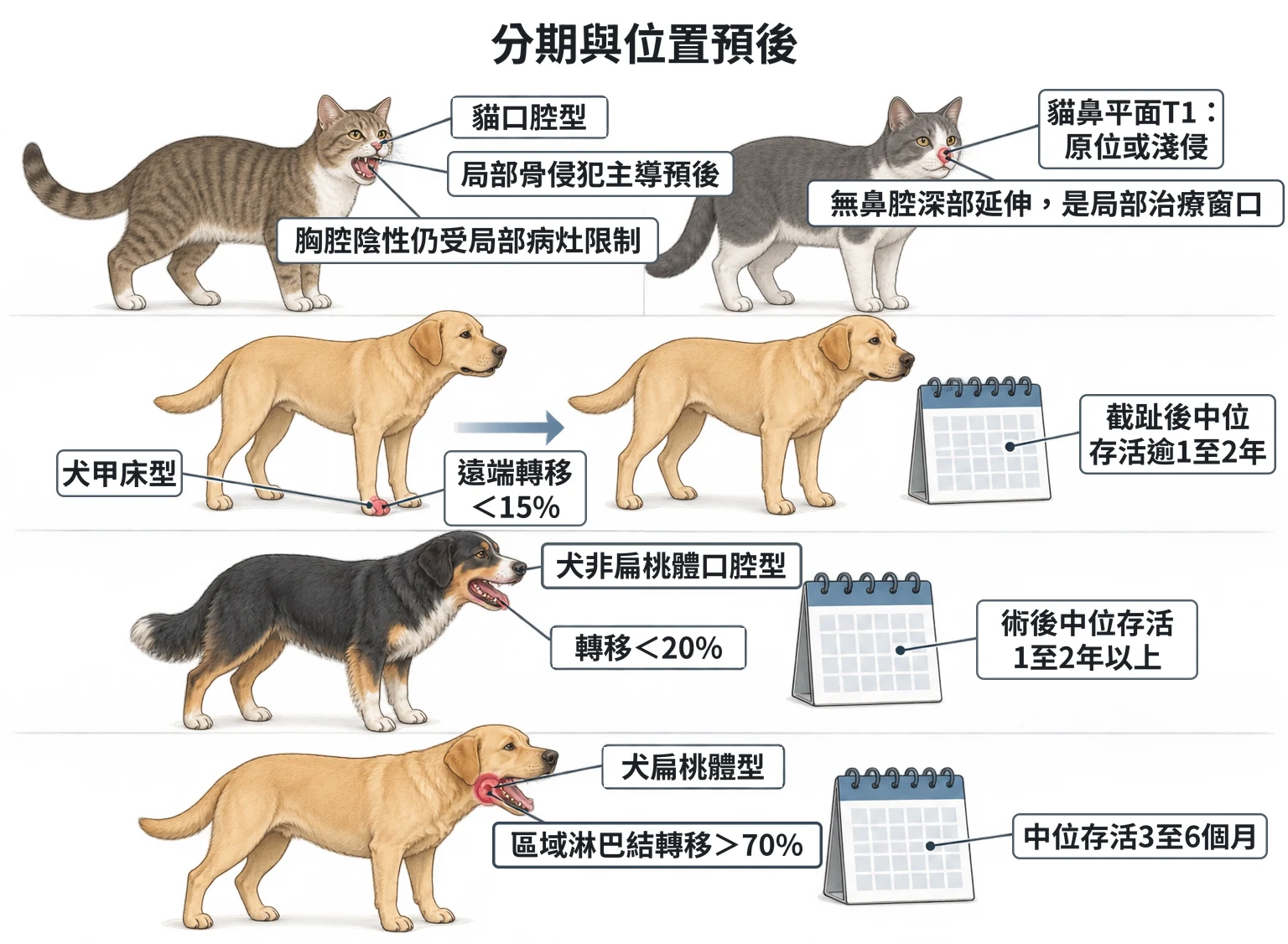分期與位置預後教學插圖