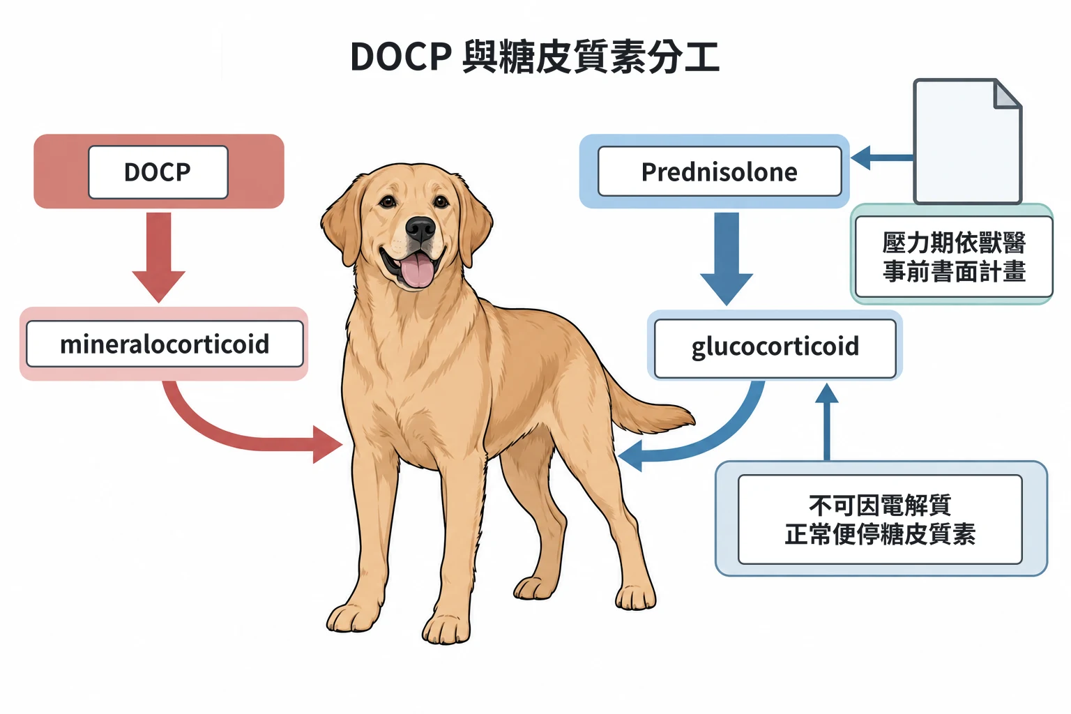 DOCP 與糖皮質素分工教學插圖