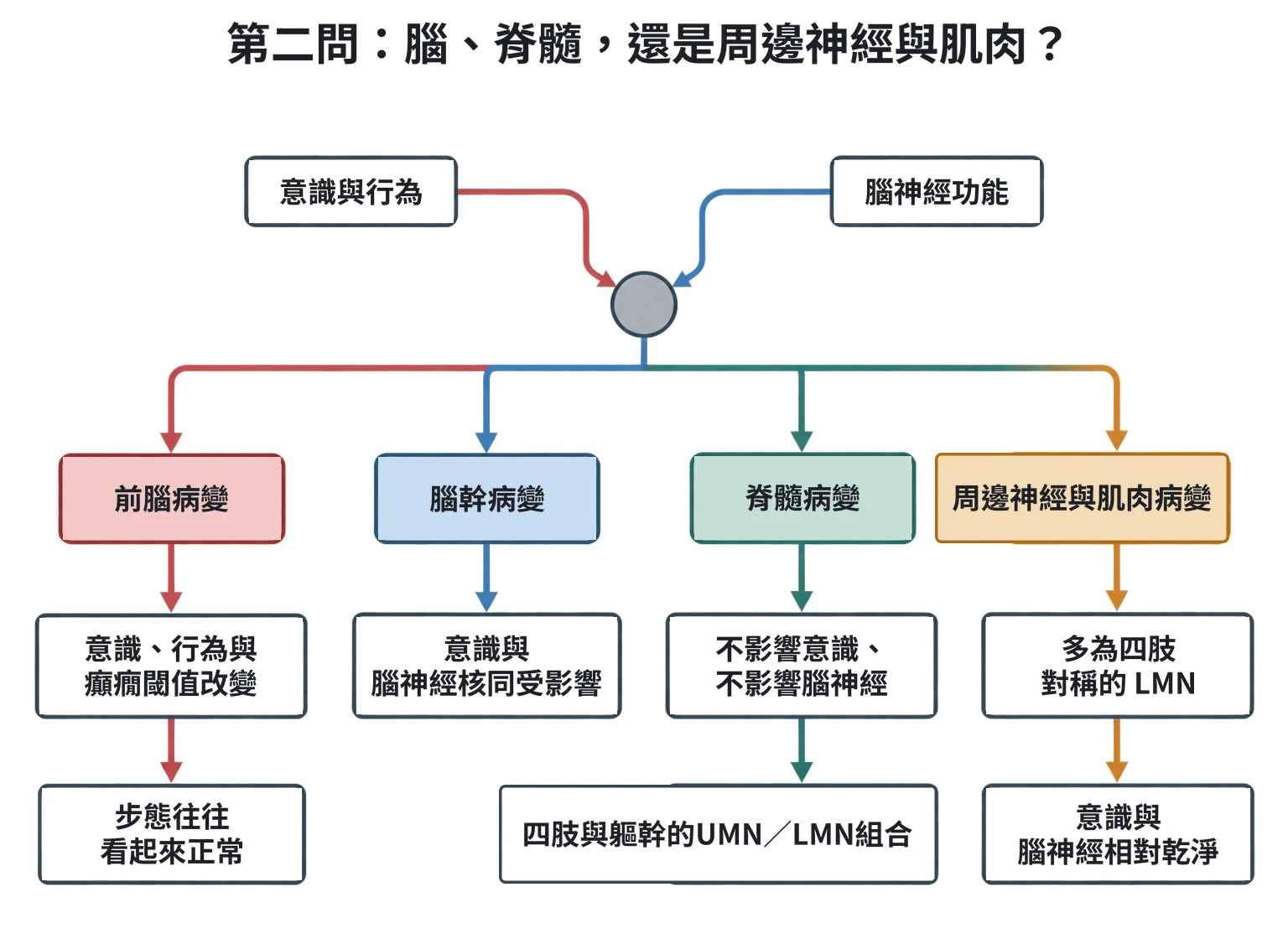 第二問:腦、脊髓,還是周邊神經與肌肉?教學插圖