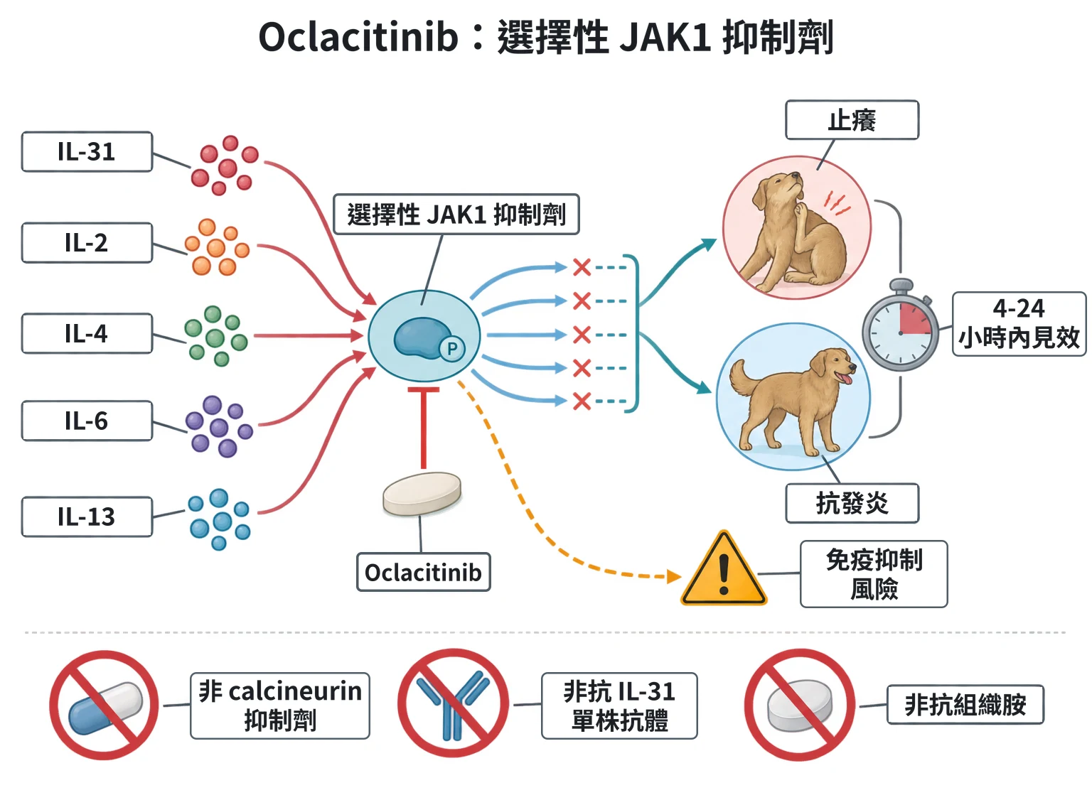 Oclacitinib:選擇性 JAK1 抑制劑教學插圖