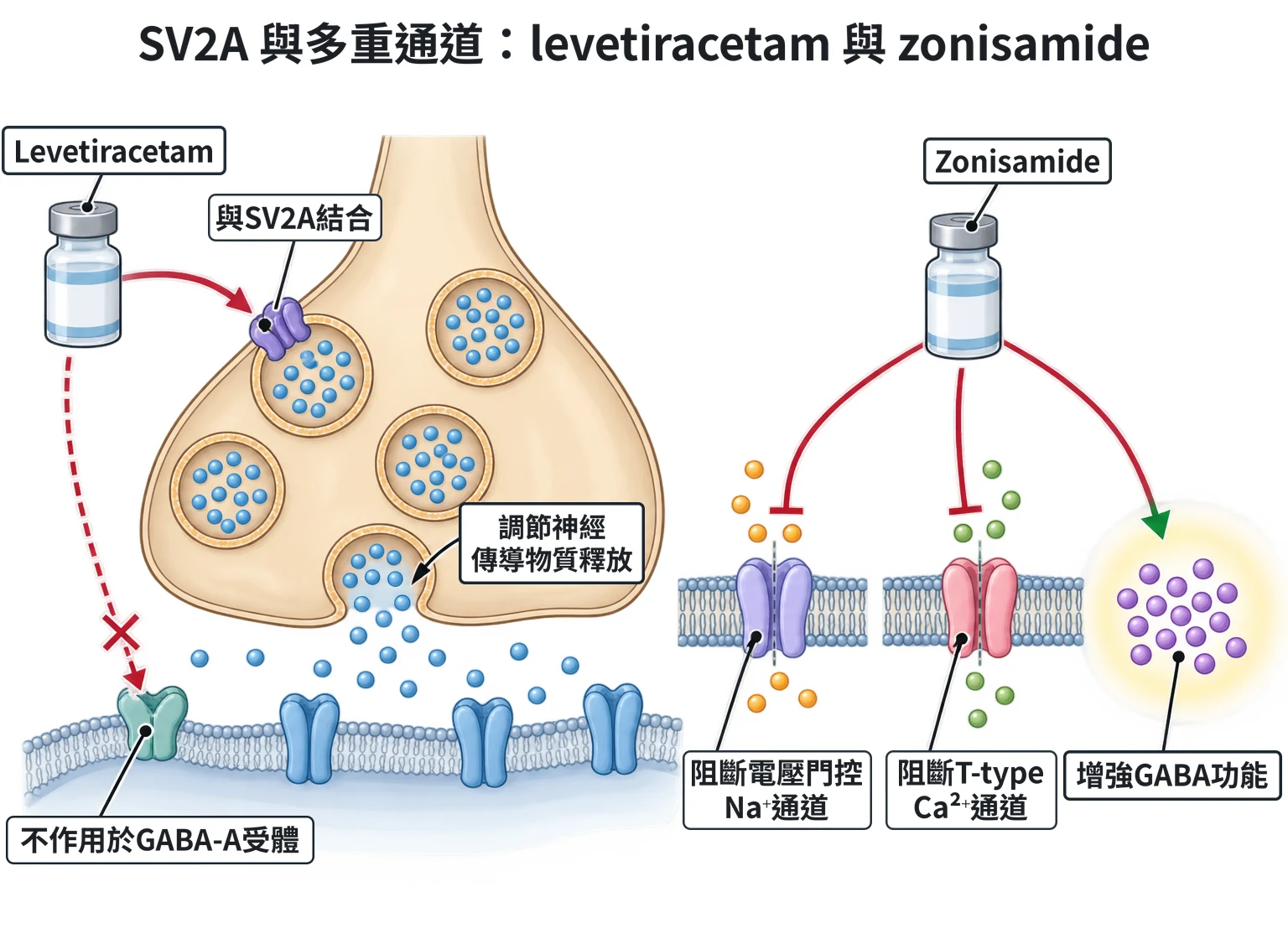 SV2A 與多重通道:levetiracetam 與 zonisamide教學插圖