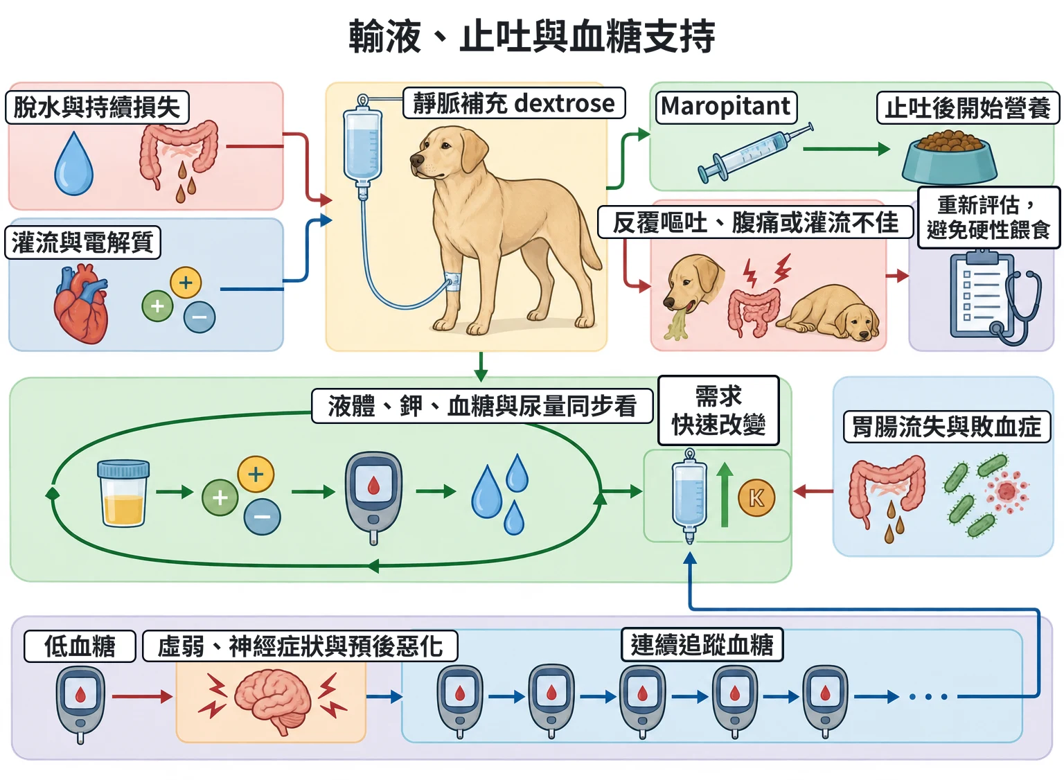 輸液、止吐與血糖支持教學插圖