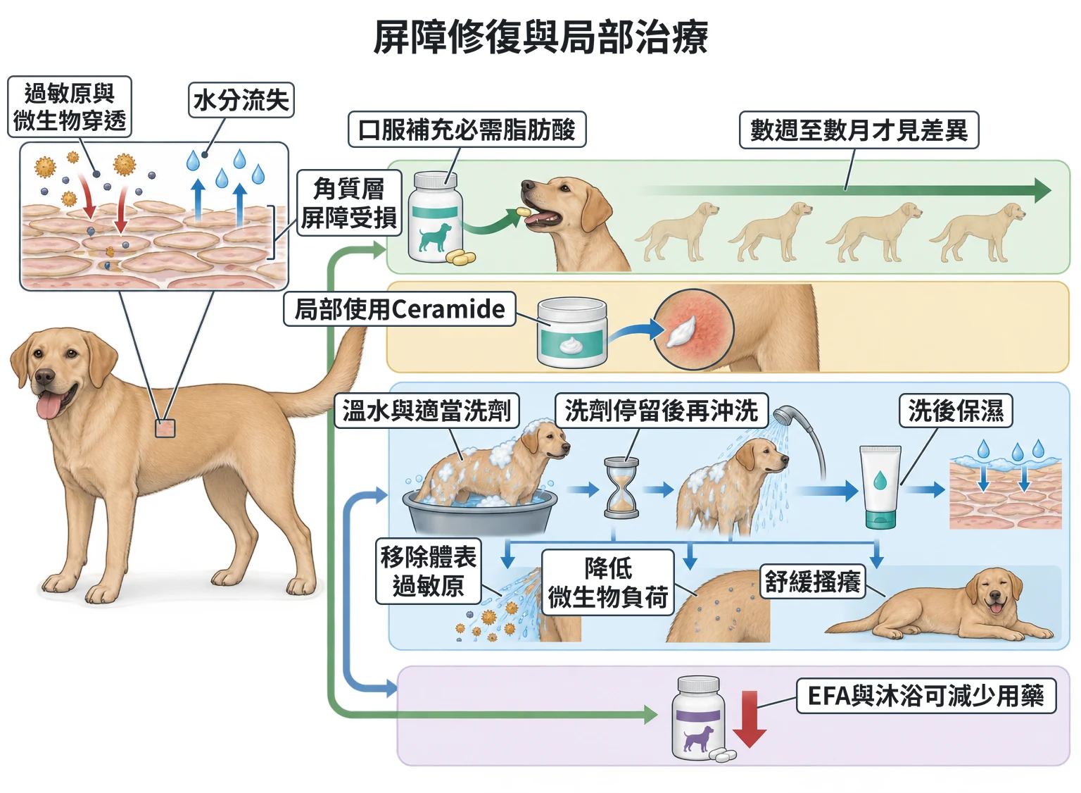 屏障修復與局部治療教學插圖
