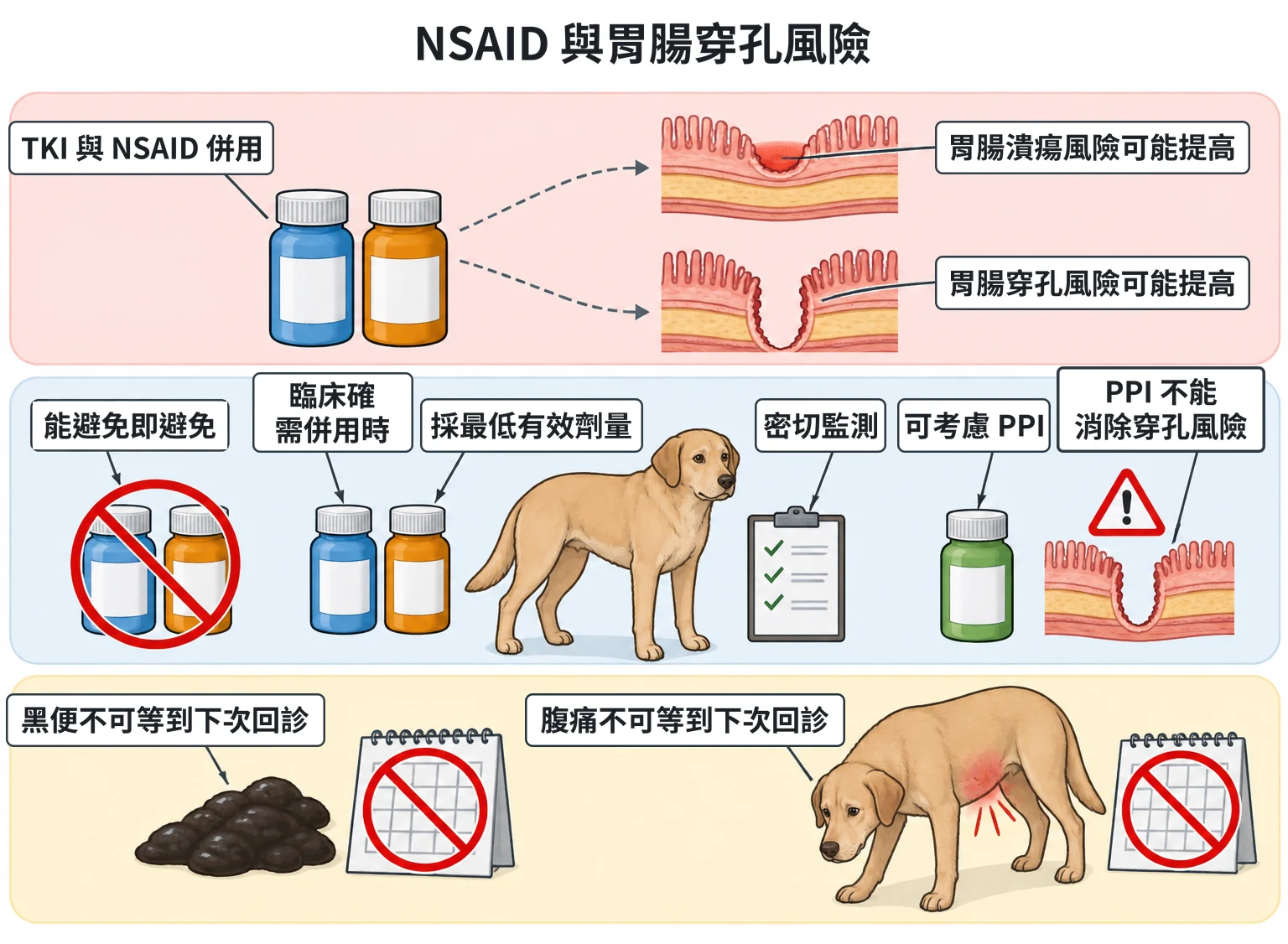 NSAID 與胃腸穿孔風險教學插圖