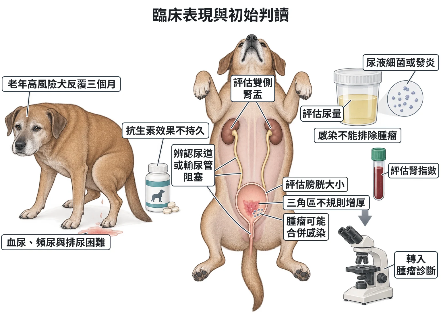 臨床表現與初始判讀教學插圖